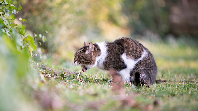 MON CHAT VOMIT