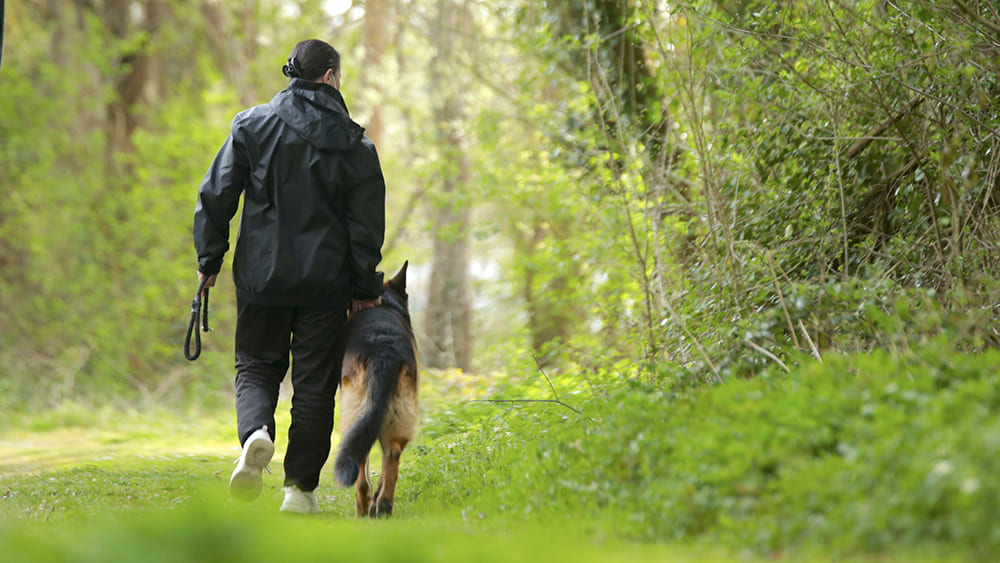 Promenade berger Allemand en forêt