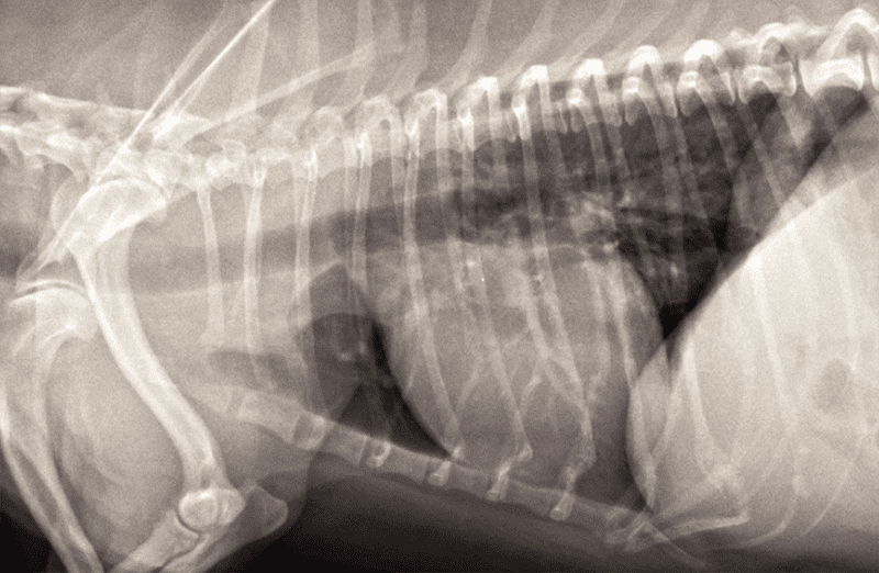 L'imagerie médicale est indispensable | Radiographie thorax