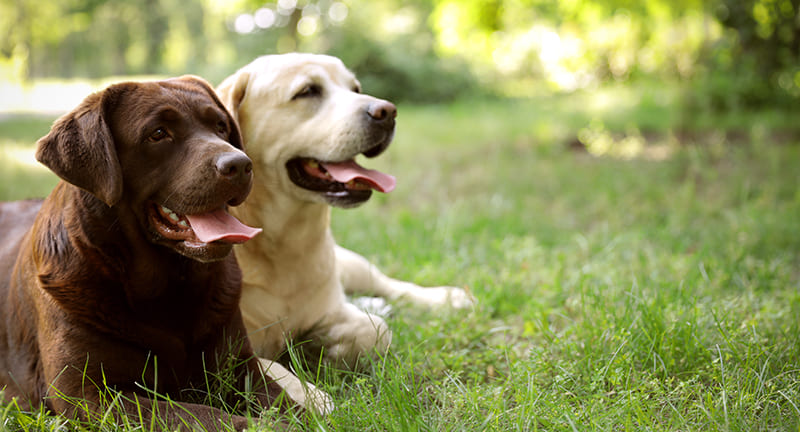 Faut-il faire reproduire sa chienne? | Informations Santé Animale