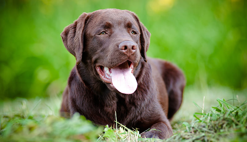 Faut-il faire reproduire sa chienne? | Informations Santé Animale