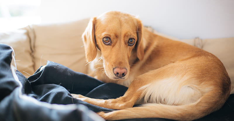 Informations Santé Animale | Faut-il faire reproduire sa chienne?