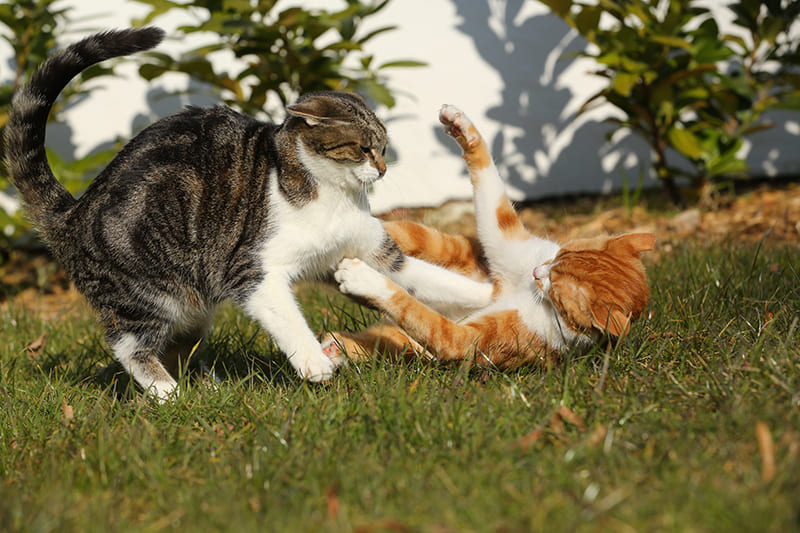 Où se forment les abcès du chat le plus souvent ?