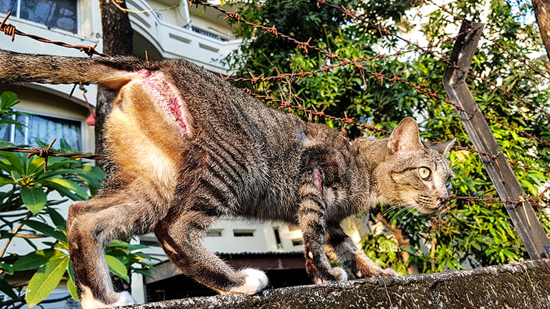 Abcès du chat : que faire en urgence?