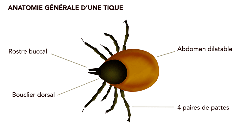 Morphologie simplifiée de la tique