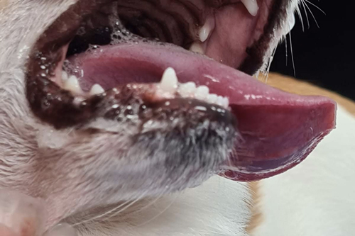 Chenille processionnaire chez un chien : lésion de la langue