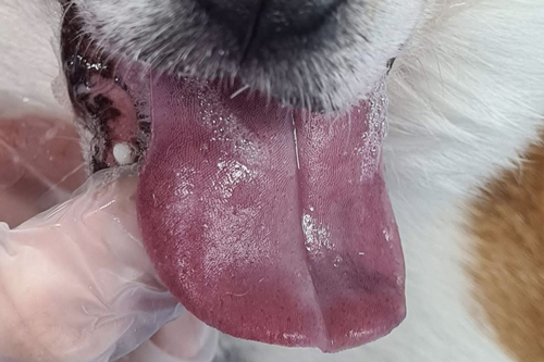 Chenille processionnaire chez un chien : nécrose de la langue