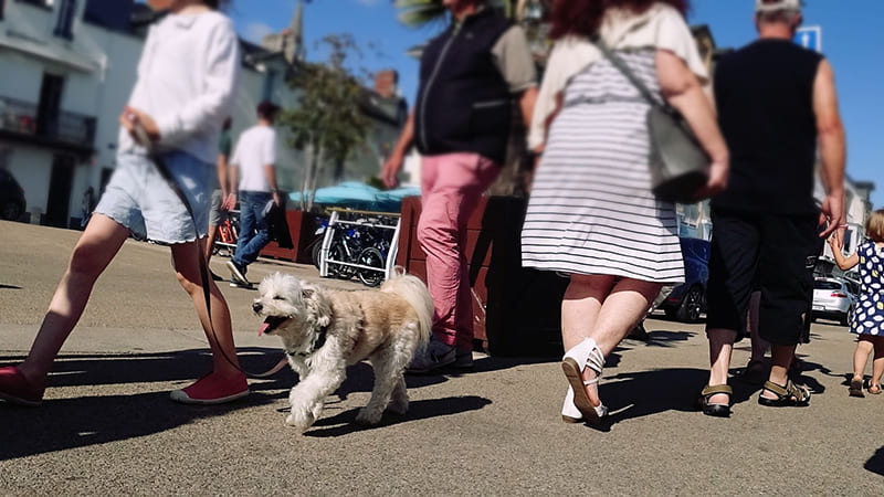 Chien promenade en ville