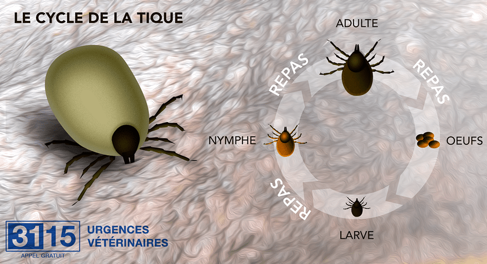 Le cylce de la tique et ses repas