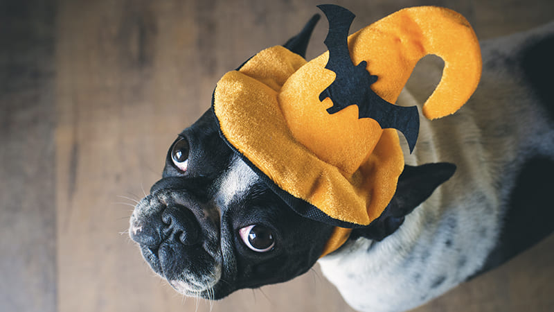 Chien pendant Halloween