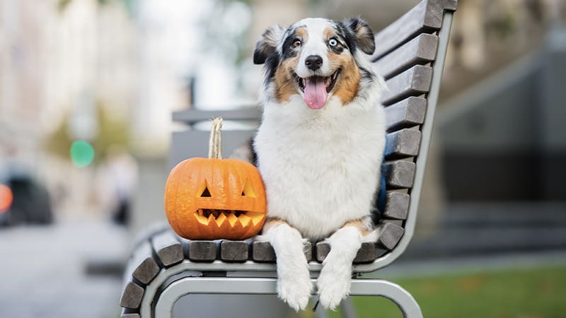 Chien pendant Halloween