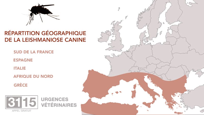 Leishmaniose du chien : Répartition géographique de la Leishmaniose