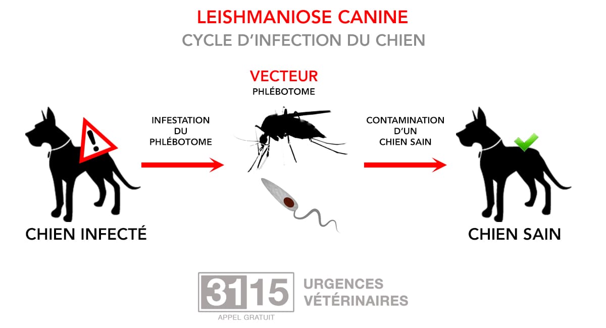 Leishmaniose du chien : Transmission de la Leishmaniose