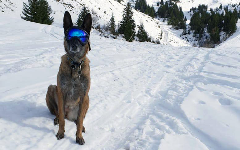 Lunettes de soleil pour chien