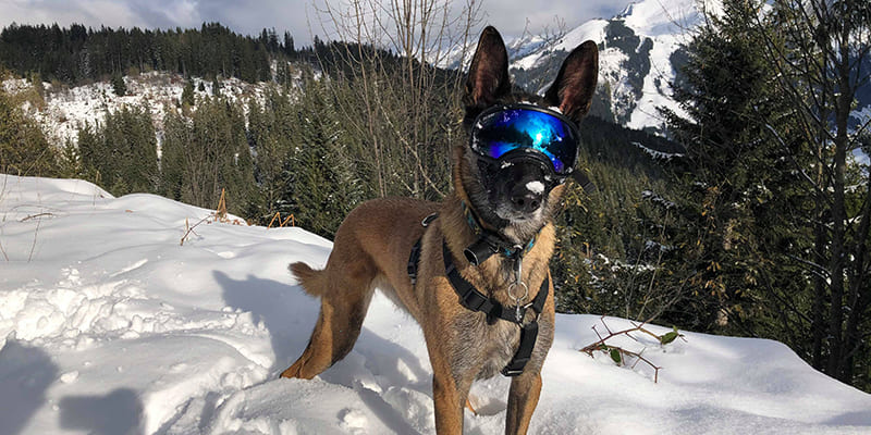 lunettes masque de protection chien