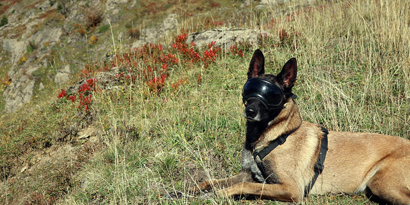 Lunettes de soleil pour chien