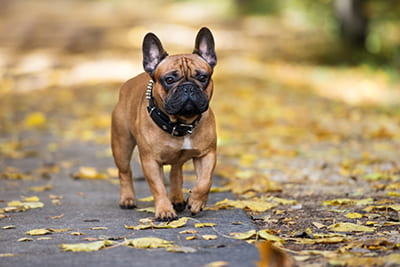 Chien Bouledogue