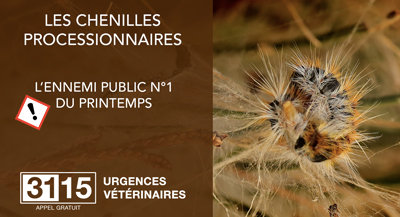 URGENCES VETERINAIRES | Dossier complet | Les Chenilles Processionnaires Du Pin