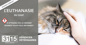 URGENCES VETERINAIRES | Dossier complet | L'euthanasie Du Chat