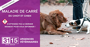 URGENCES VETERINAIRES | Dossier complet | La Maladie De Carré Chez Le Chien