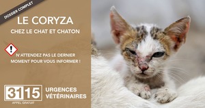 URGENCES VETERINAIRES | Dossier complet | Le Coryza Du Chat Et Du Chaton