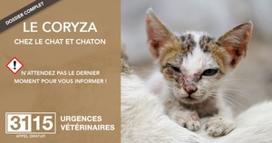 Le Coryza Du Chat Et Du Chaton Plus Qu Un Simple Rhume