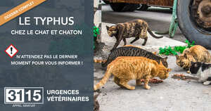 URGENCES VETERINAIRES | Dossier complet | Le Typhus Du Chat Et Du Chaton