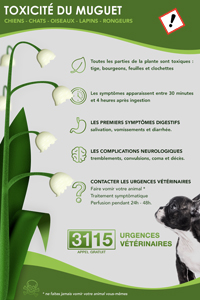 URGENCES VETERINAIRES | Dossier complet | Le Muguet Est Toxique Et Mortel