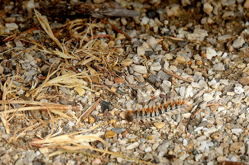 Vue sur des chenilles processionnaires dans leur cocon