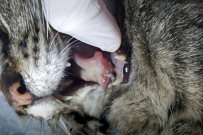 Lésion d'une chenille processionnaire chez un chat