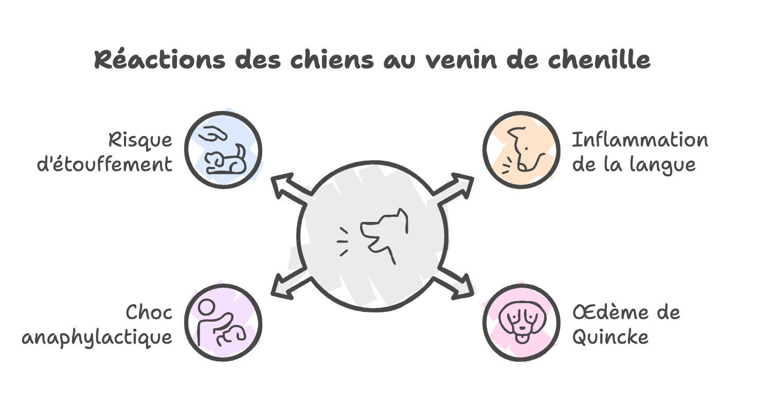 Infographie chenilles processionnaires, symptômes