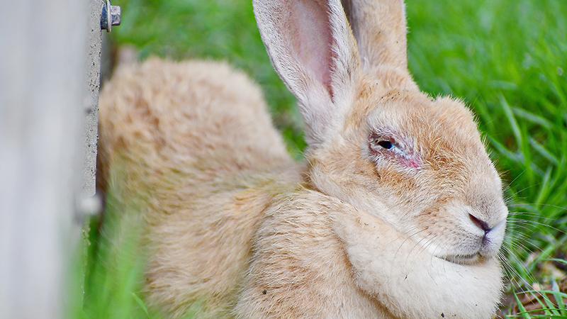 Le coryza chez le lapin, une urgence vétérinaire !