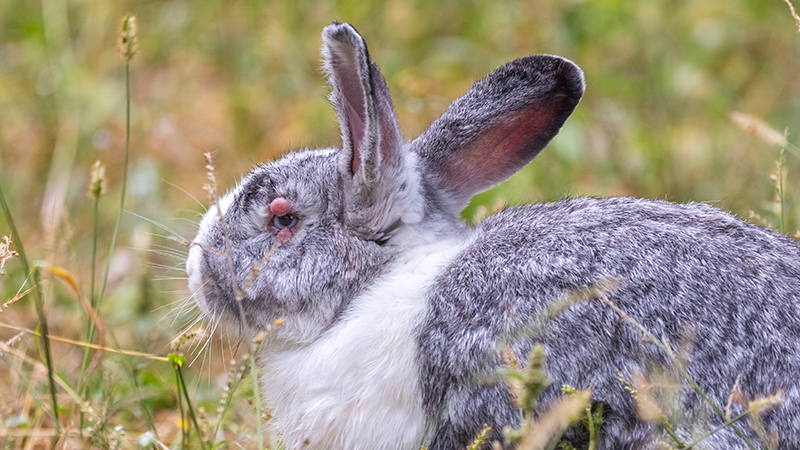 LA MYXOMATOSE CHEZ LE LAPIN