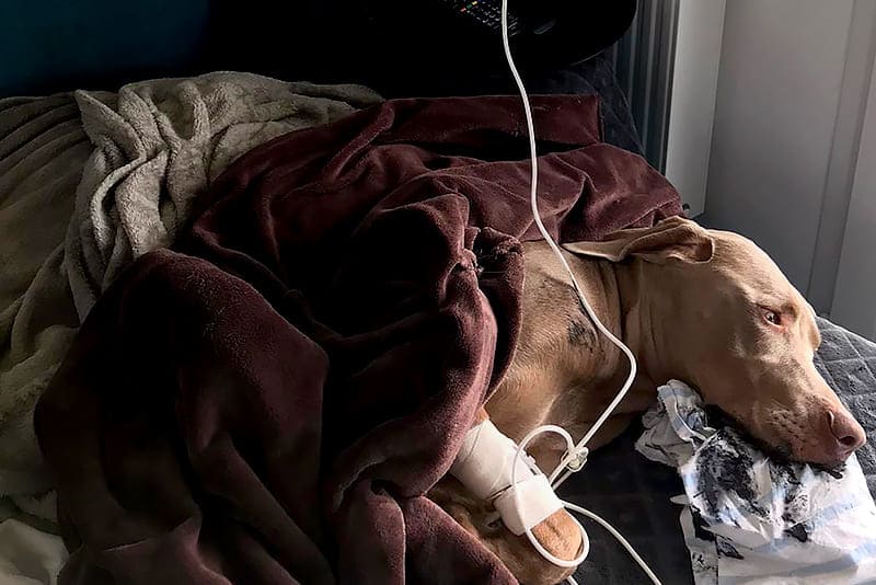 Les consultations d’urgence vétérinaire à domicile