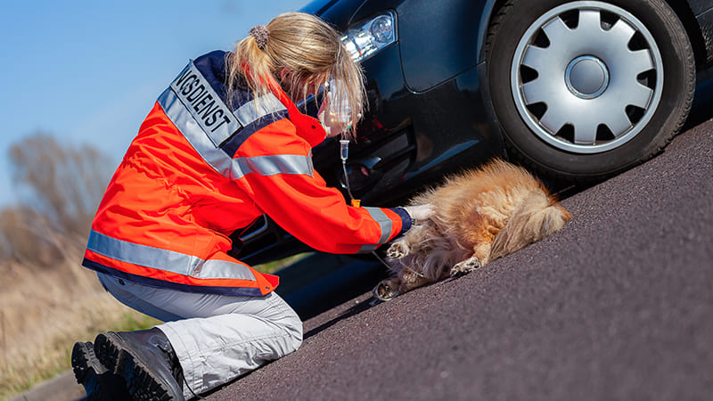 Ambulance vétérinaire pour Chien et Chat