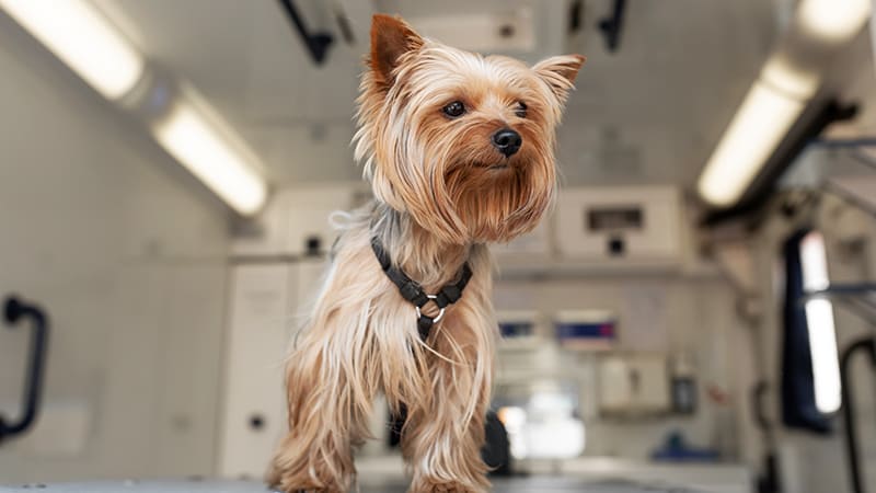 Ambulance vétérinaire pour Chien et Chat