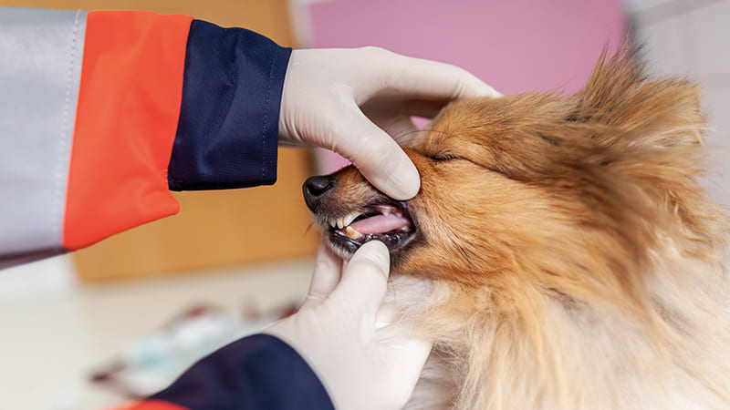 Ambulance vétérinaire pour Chien et Chat