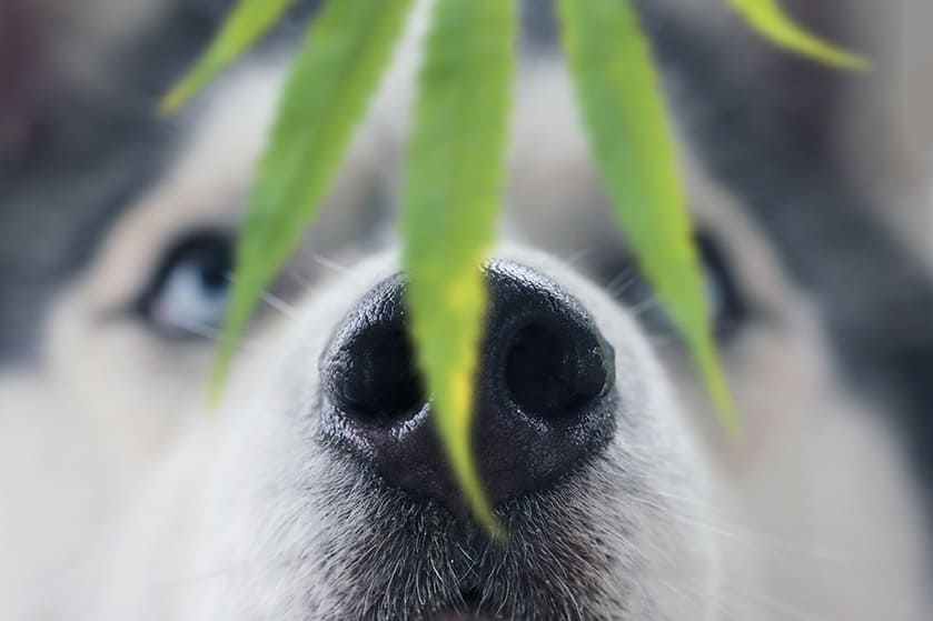 URGENCES VETERINAIRES | Intoxication AU CANNABIS