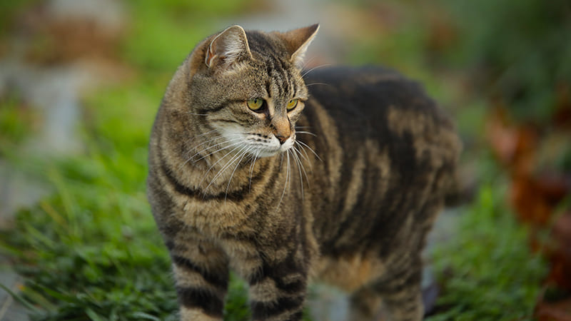 Insuffisance rénale chez le chat : causes, symtpomes et traitement