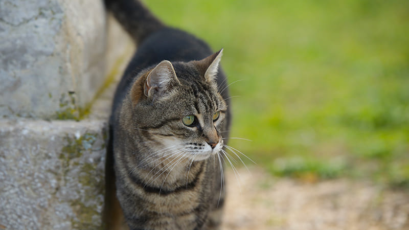 La leucose chez le chat : causes, symtpomes et traitement