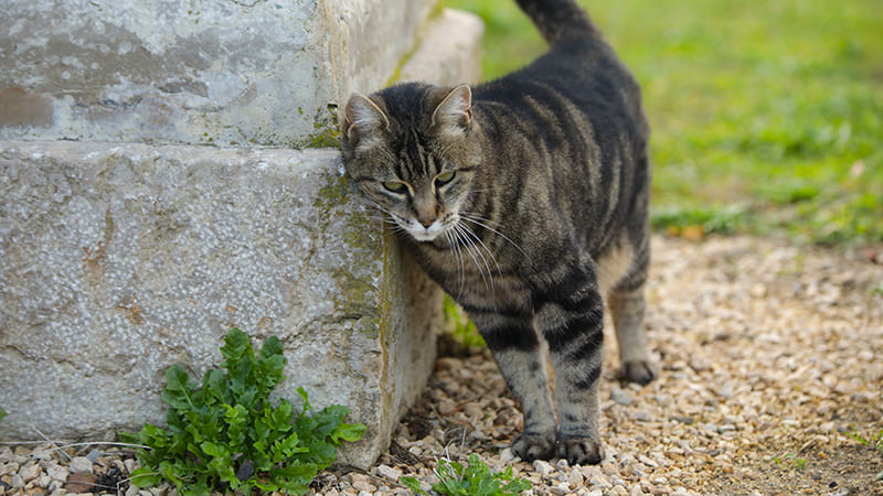 LA LEUCOSE CHEZ LE CHAT