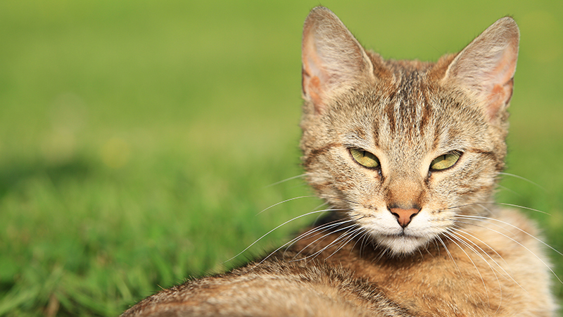 LE SIDA, OU FIV, CHEZ LE CHAT