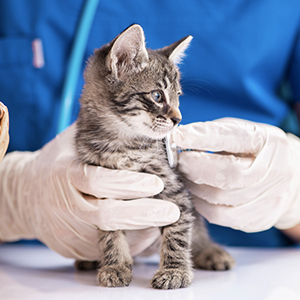 Les urgences vétérinaires chez le chat