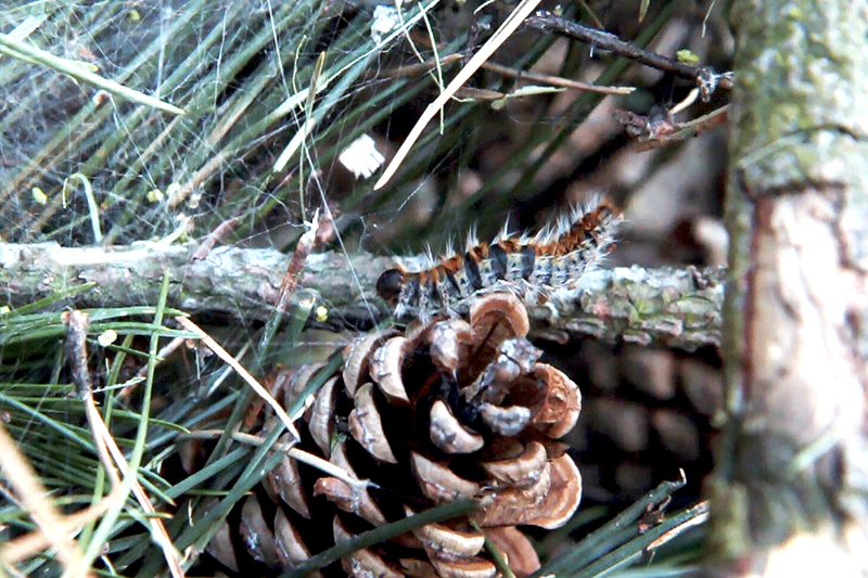 Chenilles processionnaires du Pin