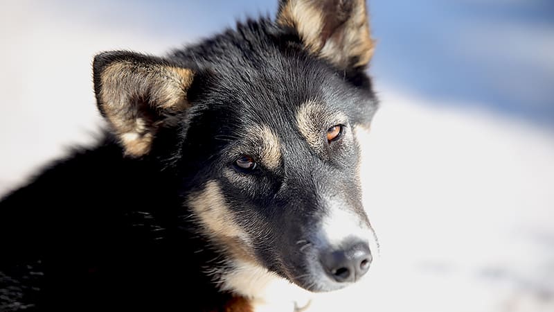 La Parvovirose chez le chien et le chiot