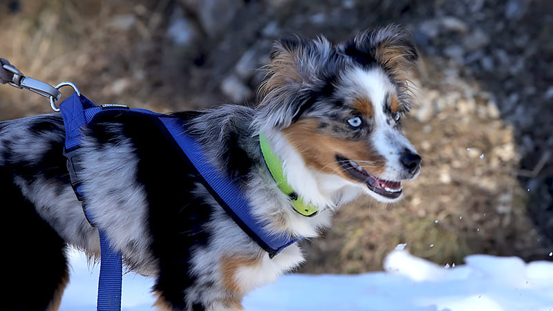 La Parvovirose chez le chien et le chiot