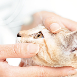 URGENCES VETERINAIRES | Les intoxications