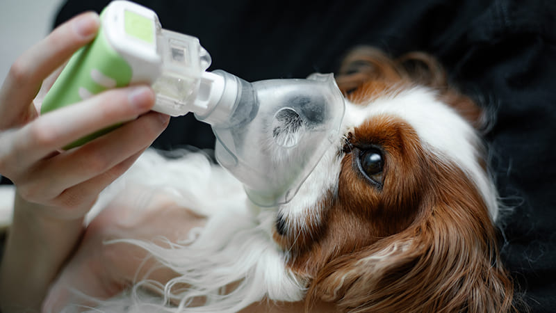 L’œdème aigu du poumon chez le chien, une urgence vétérinaire
