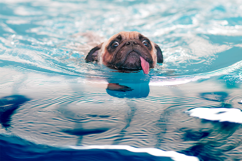 URGENCES VETERINAIRES | Intoxication LA NOYADE CHEZ LE CHIEN