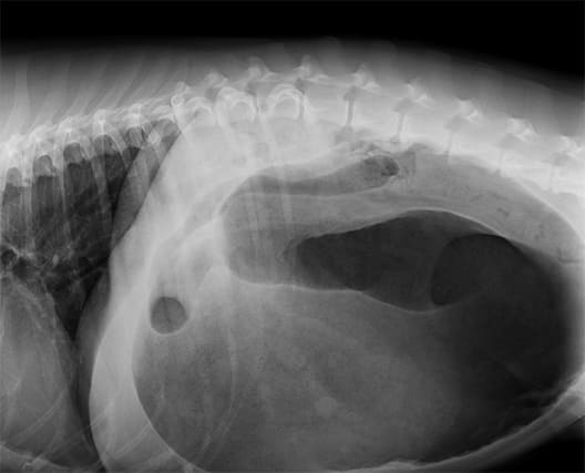 TORSION DE L’ESTOMAC CHEZ LE CHIEN